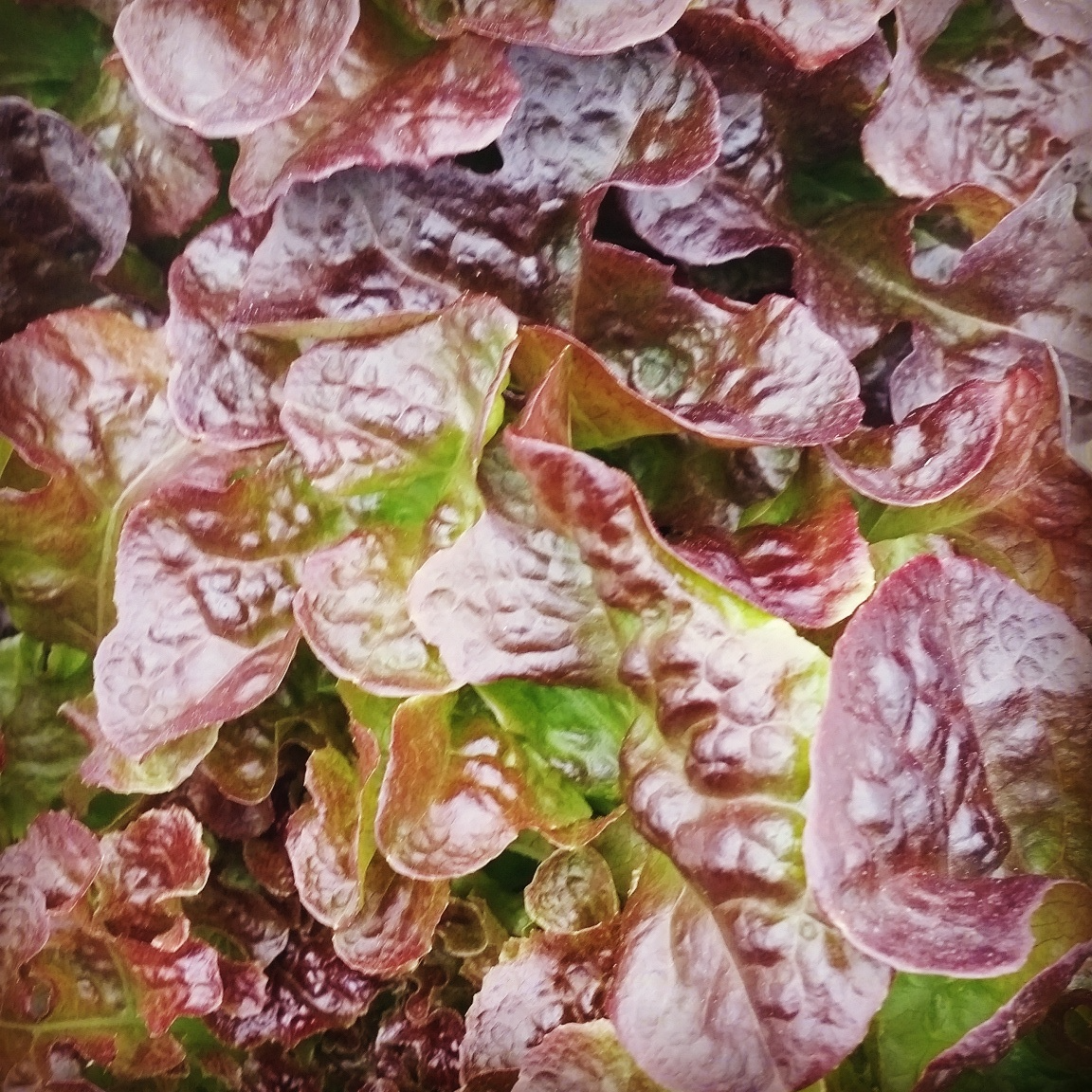 red-oak-lettuce